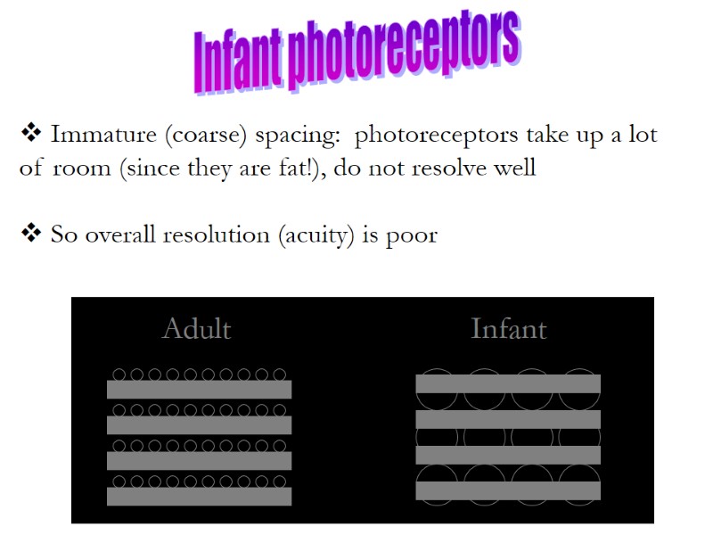 Immature (coarse) spacing:  photoreceptors take up a lot of room (since they are